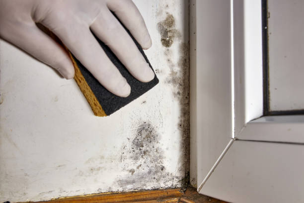 Environmental Consulting for Mold Prevention in Loving, NM
